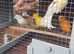 5 canaries for sale