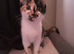 Calico female