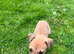 Lurcher pups for sale
