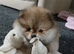 Pomeranian puppy