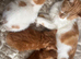 Full ginger boy kiten
