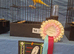 Top quality yorkshire canary