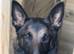 1-Year-Old Female Belgian Malinois – Protection/Guard Dog