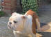 English bulldog gorgeous pups KC registered genuine breed colours