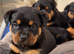 Rottweiler pups KC Registered + Champ Bloodlines