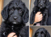 READY TO GO - 3 beagador/miniature poodle puppies