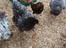 Giant Brahma chickens