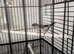 Pair of bengalese finches