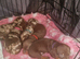 NEW HOMES FOUND