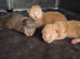 Maine coon pedigree kittens