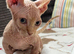 Male bambino Sphynx kitten