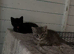 Ragdoll cross kittens