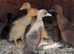 Indian runner ducks