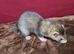 ferrets 12 weeks old jills and hobs