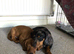 Puppy dauchunds