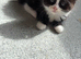 5 lovely kittens