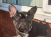 Male French bulldog