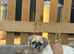 Stunning Shihtz