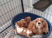 Cavalier King Charles spaniel puppies