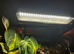 Exo Terra 90x90x45 Bioactive Crested Gecko Setup + 4 Geckos Full Setup