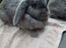 Giant french lops