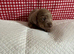 Miniature dachshund puppies