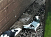 Tumbler & Fancy Pigeons