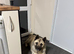 American Akita Urgent Loving Home Needed – 3-Year-Old Female American Akita