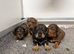 Schnoxie pups ,