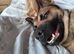 3 year old Belgian Malinois