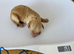 Kc reg gorgeous miniature poodles