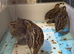 Group of coturnix Japanese quail