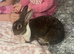 Female rabbit