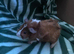 2 male Guinea pigs