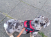 English bulldog female