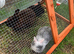 Rabbits