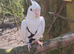 Cockatiel
