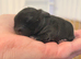 Beautiful Mini Lop Kits