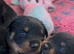 Stunning Rottweiler pups available