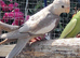 Cockatiels for sale