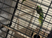breeding pair Indian ringneck