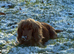 STUNNING SHOW COCKER SPANIEL PUPPIES
