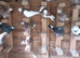 Birmingham roller pigeons