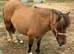 Super 31” registered mare