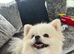 Female pomeranian 2 years old (spayed)