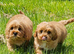 2 Lovely cavapoo male puppies for sale