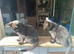 1 boy 1 girl left chocolate tabby