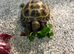 Beautiful horse field tortoise for sale and enclosure