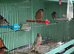 Siberian and native Bullfinch's