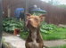 American bully